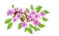 Sakura branch with flowers in anime style, cherry blossom, illustration. Partially animated stylistic solution in