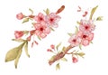 Sakura branch with flowers watercolor illustration. Blossom petal bouquet