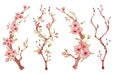 Sakura branch with flowers watercolor illustration. Blossom petal bouquet