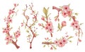 Sakura branch with flowers watercolor illustration. Blossom petal bouquet