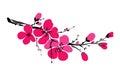 Sakura branch isolated on white background. Spring background. Japanese cherry blossom. Blooming flowers Royalty Free Stock Photo