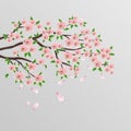 Sakura branch of Japanese cherry tree with beautiful pink flowers. Vector drawing on an isolated background Royalty Free Stock Photo