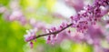 Sakura branch, pink on the background