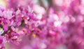 Sakura branch, pink on the background