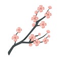 Sakura branch spring cherry blossom isolated Japanese symbol Royalty Free Stock Photo