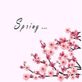 Sakura branch on the white background. Word spring. Royalty Free Stock Photo