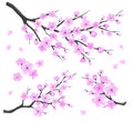 Sakura Branches Royalty Free Stock Photo