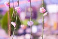 Sakura brunches with flowers on blurred background Royalty Free Stock Photo