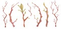 Sakura branches with green leaves watercolor illustration. Blossom petal bouquet