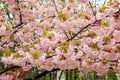 Sakura branches with a lot of pink flowers. Cherry tree in spring blossom. Nature and botany, plants with pink petals