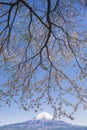 Sakura branches and Sakura tree at Lake Tanuki Royalty Free Stock Photo