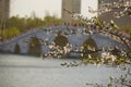 Sakura and bridge