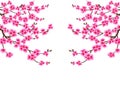 Sakura. Card. Branched branches of cherry blossom spring tree with purple flowers and kidneys on both sides. Isolated on