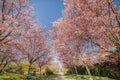 Sakura cherry alley covered by pink flower blossoms on a spring day. A kids playground lies underneath a blooming cherry alleyway Royalty Free Stock Photo