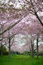Sakura cherry blossom in Auckland Botanic Gardens