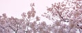 Sakura-Cherry Blossom-banner size Royalty Free Stock Photo