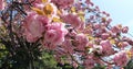 Sakura Cherry Blossom Royalty Free Stock Photo