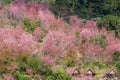 Sakura or Cherry blossom flower bloom on the little village at Doi Ang Khang