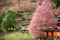 Sakura or Cherry blossom flower bloom on the little village in n Royalty Free Stock Photo