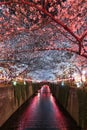 Sakura, Cherry Blossom flower with light at night in Meguro river, Tokyo, Japan Royalty Free Stock Photo