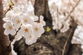 Sakura-Cherry Blossom flowers on a background of Cheery Blossom