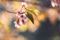 Sakura cherry blossom flowers