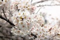 Sakura-Cherry Blossom flowers close-up-Japanese's beautiful flow