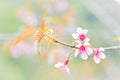 Wild Himalayan Cherry, Prunus cerasoides,Sour cherry, Cerasus cerasoides ,Sakura ,Cherry Blossom Royalty Free Stock Photo