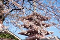 Sakura or cherry blossom on japan Royalty Free Stock Photo