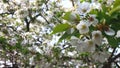 Sakura, Cherry Blossom, in Japan