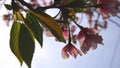 Sakura, Cherry Blossom, in Japan