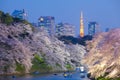 sakura cherry blossom light up and Tokyo Tower