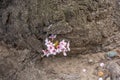 Sakura/cherry blossom on the lower tree