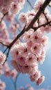 Sakura Cherry Blossom Macro Closeup for Mobile Wallpaper Background