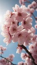 Sakura Cherry Blossom Macro Closeup for Mobile Wallpaper Background