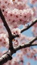 Sakura Cherry Blossom Macro Closeup for Mobile Wallpaper Background