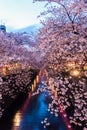 Sakura. Cherry blossom at Meguro Canal.