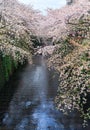 Sakura. Cherry blossom at Nakameguro Canal.