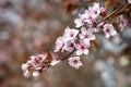 Sakura cherry blossom, soft focus. Nice spring background