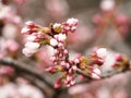 ÃÂ Sakura. Cherry Blossom in Springtime. Beautiful Pink Flowers