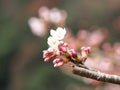 ÃÂ Sakura. Cherry Blossom in Springtime. Beautiful Pink Flowers