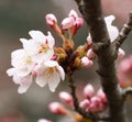 ÃÂ Sakura. Cherry Blossom in Springtime. Beautiful Pink Flowers