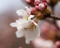 ÃÂ Sakura. Cherry Blossom in Springtime. Beautiful Pink Flowers