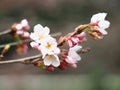 ÃÂ Sakura. Cherry Blossom in Springtime. Beautiful Pink Flowers