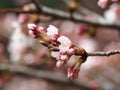 ÃÂ Sakura. Cherry Blossom in Springtime. Beautiful Pink Flowers