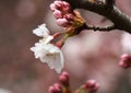 ÃÂ Sakura. Cherry Blossom in Springtime. Beautiful Pink Flowers