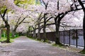 Sakura Cherry blossom tree along the fence and the riverside ,fallen sakura petal on path way in Sakuranomiya Park, Osaka Japan Royalty Free Stock Photo