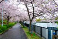 Sakura Cherry blossom tree along the fence and the riverside , path way in famous Sakuranomiya Park, Osaka Japan Royalty Free Stock Photo