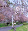 sakura cherry blossom tree in Gongendo park Japan Royalty Free Stock Photo