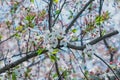 Sakura cherry blossom tree in Gongendo park Japan Royalty Free Stock Photo